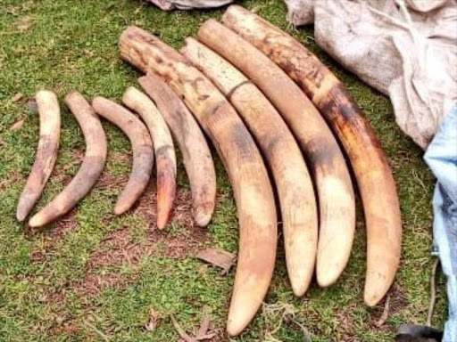 Two Suspects Arrested With Kes2.9M Ivory In Naivasha